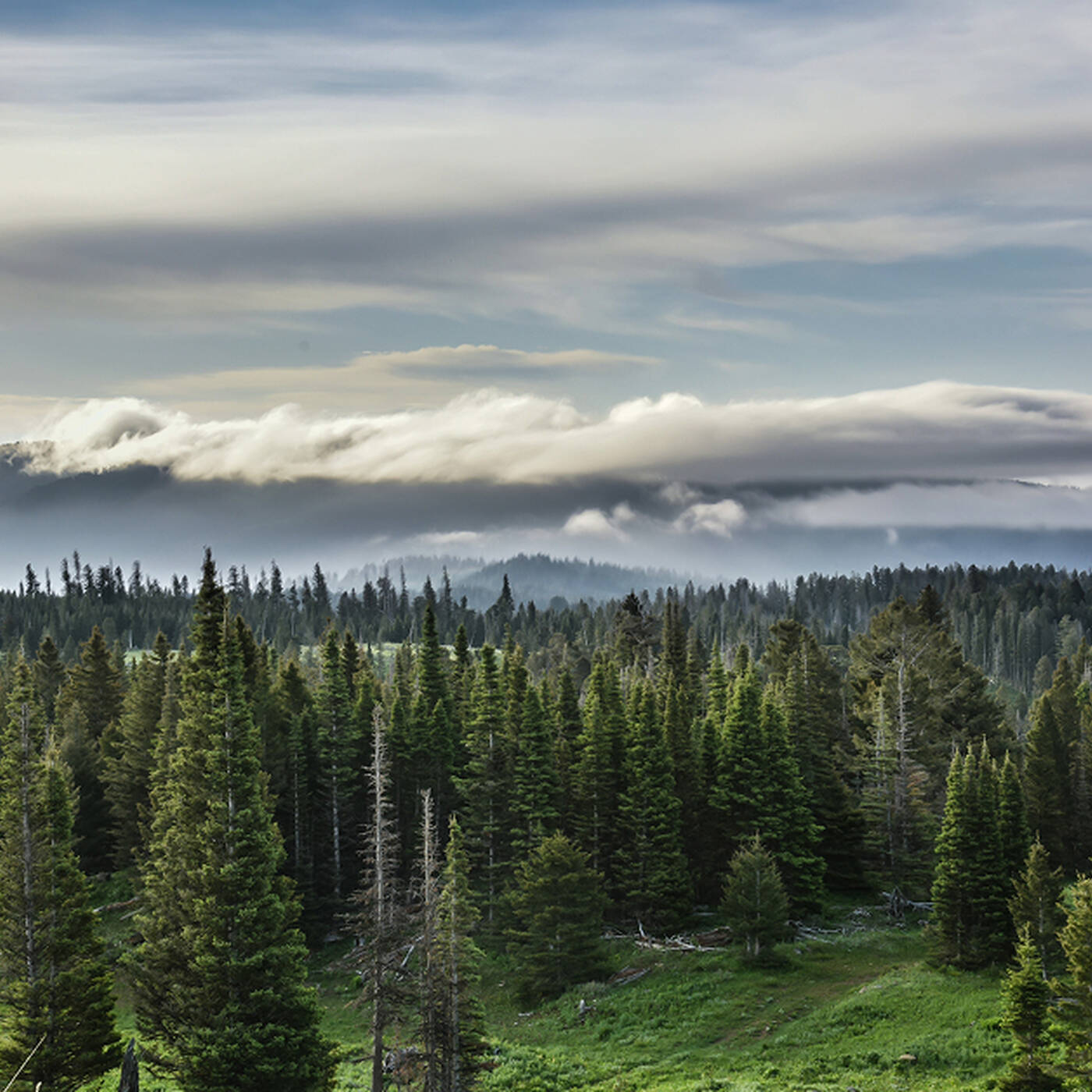 Landscape of a forest of trees with clouds and blue skies above
