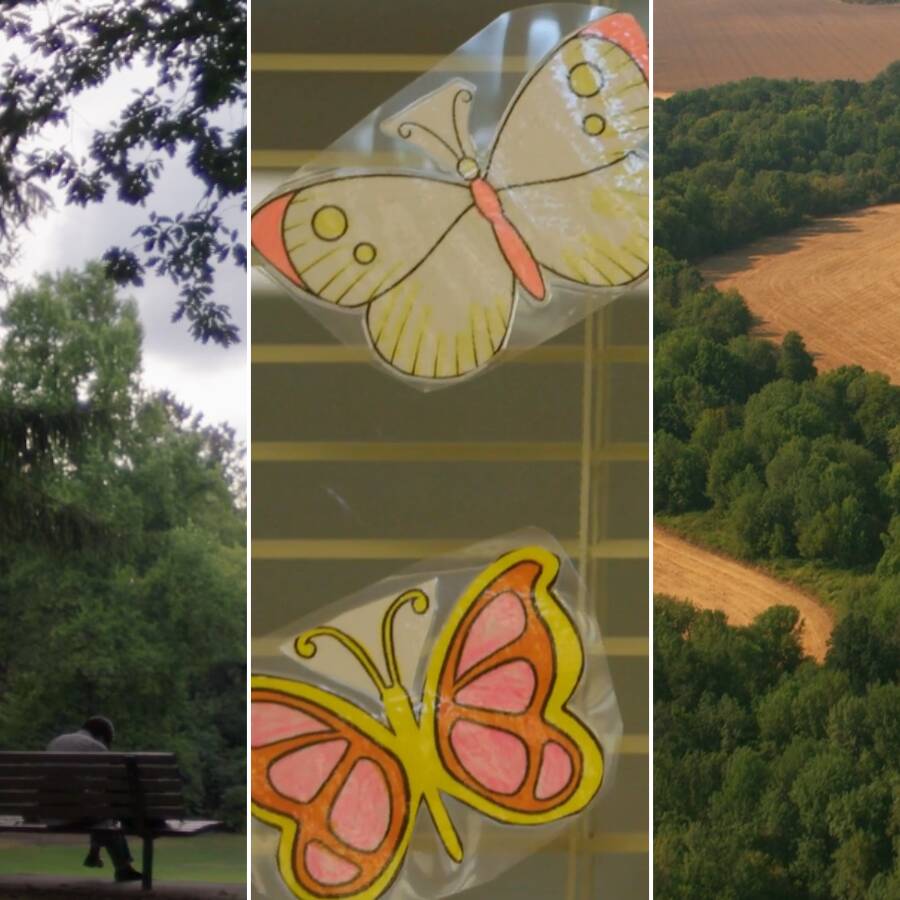 Collage of three images. Left to right: Person sitting on a park bench in a lush green park on an overcast day; printed cut-outs of butterflies colored in taped to a window; aerial view of a landscape.